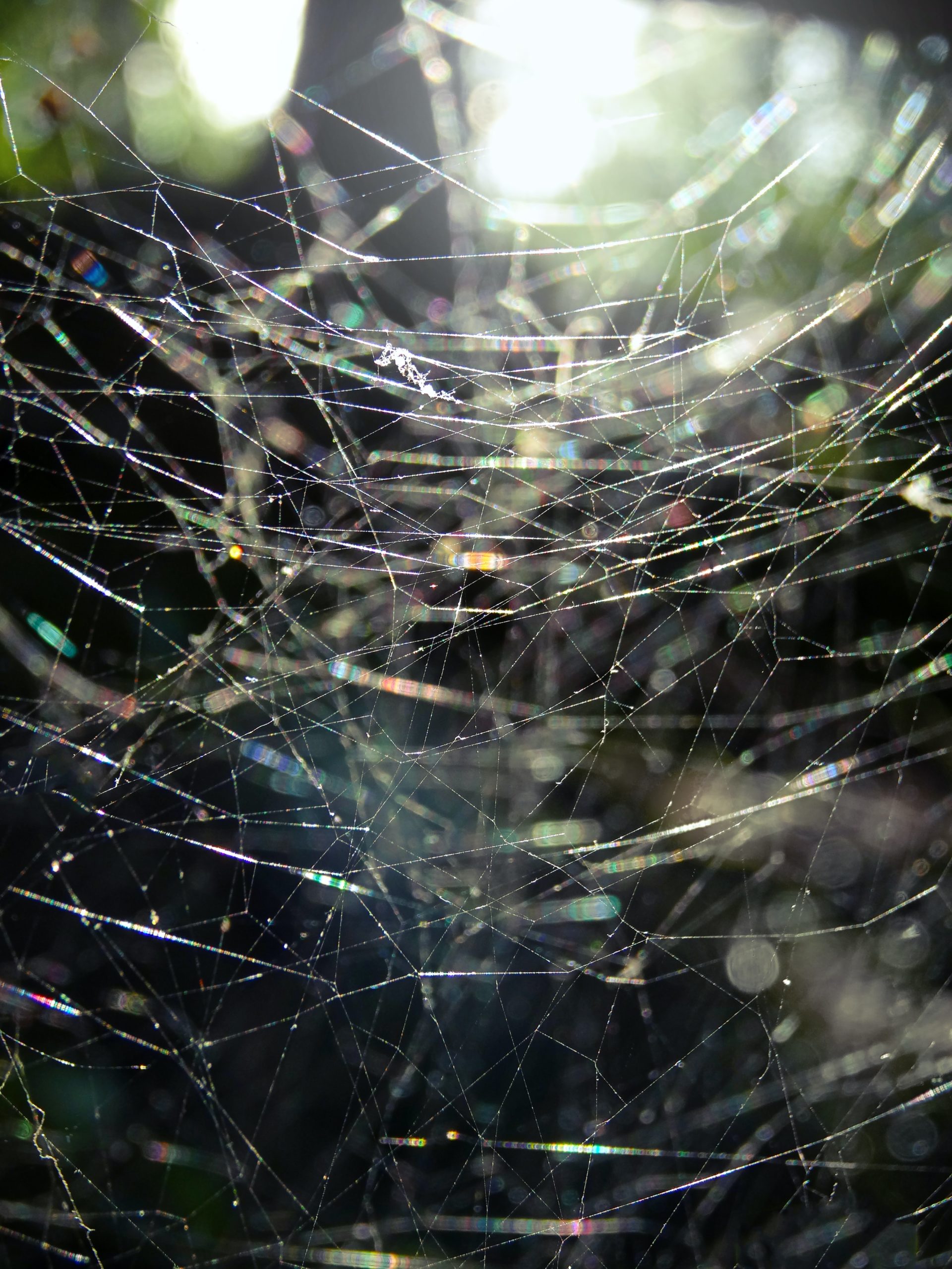 spiders web - links