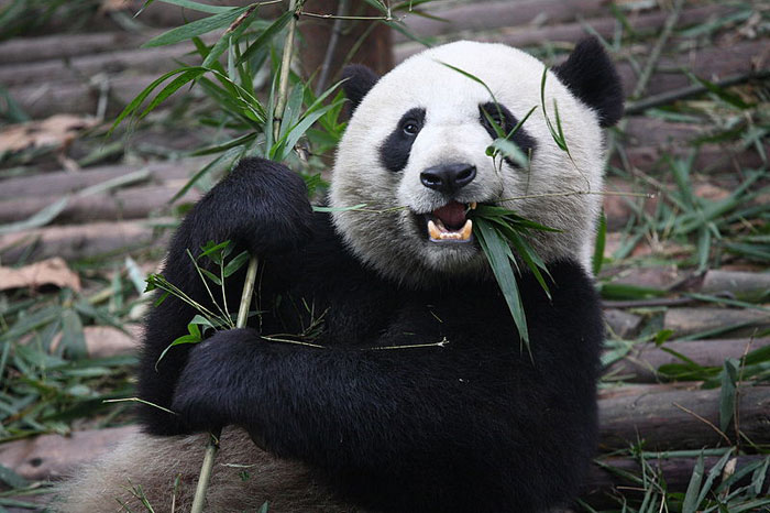 Giant Panda Eating Bamboo