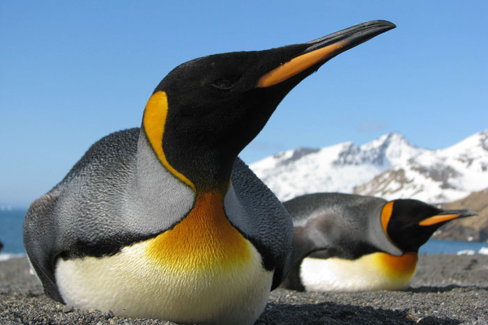 King Penguins Close Up